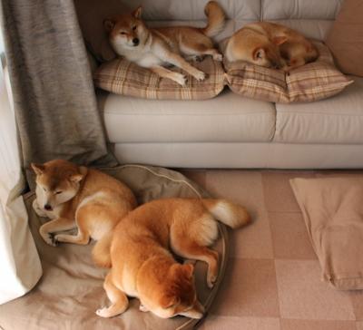 字母哥时刻，广厦队关键先生挺身而出，冲垮广东队卫冕防线