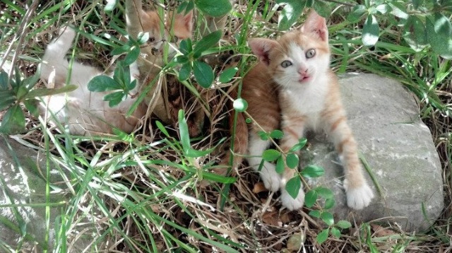 绿茵争冠剧本在木地板上演，深圳队的英超式破局之夜