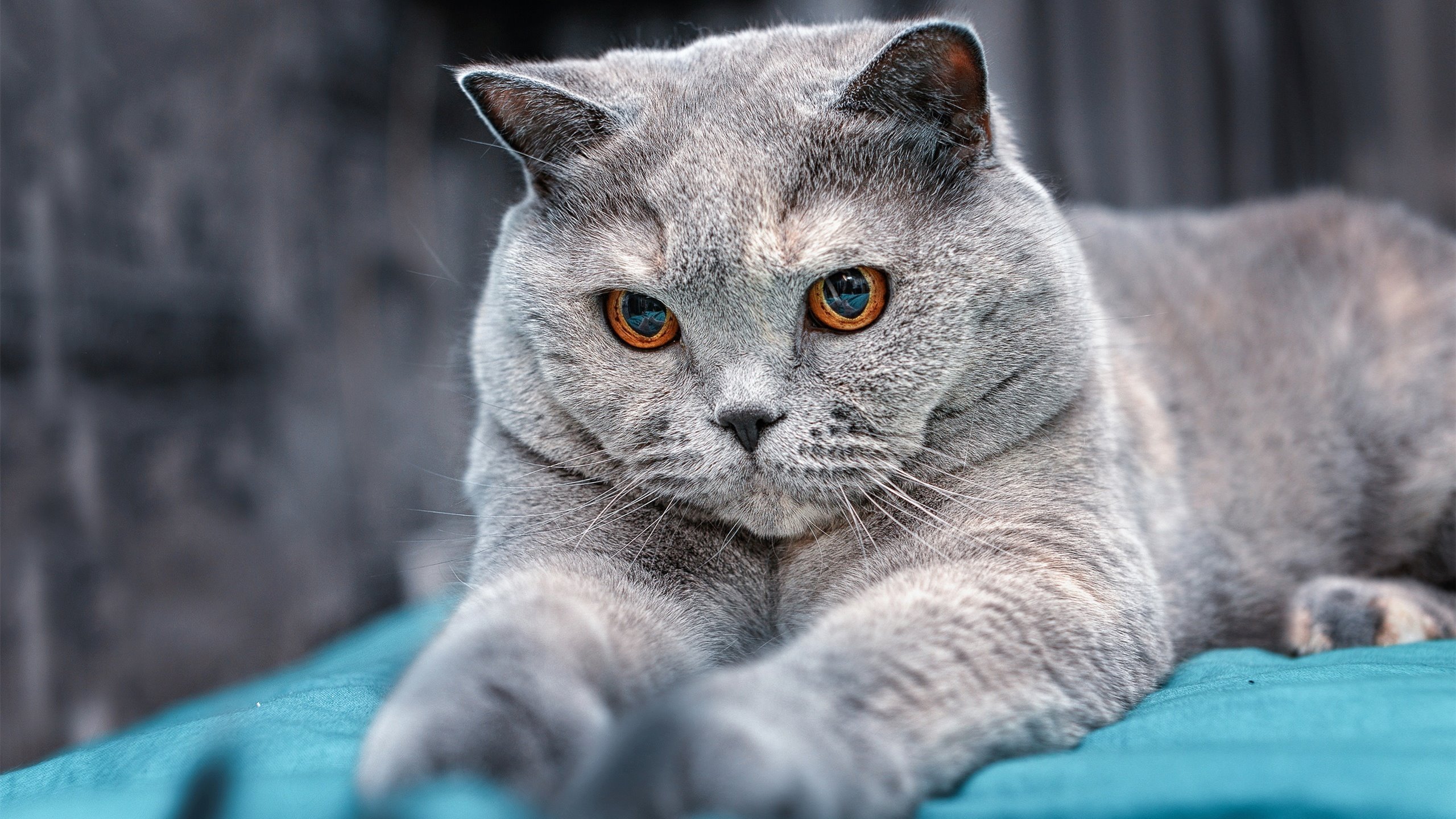 暴走马克西领衔灰熊惊天逆转!步行者主场遭遇冷酷狙击