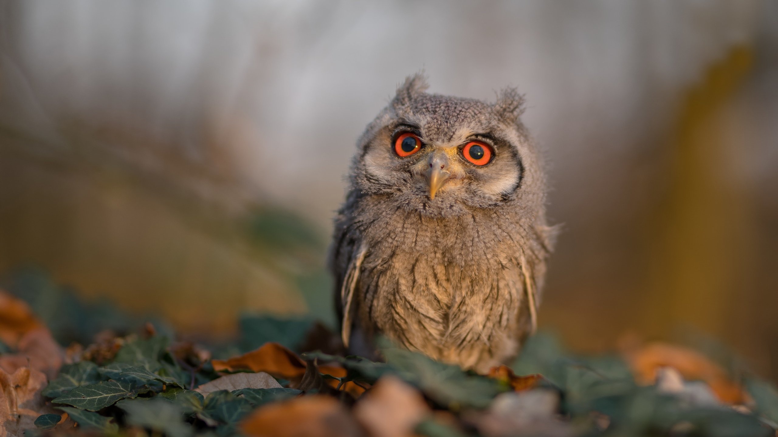 钢铁与火焰,切特压力下爆发,开拓者硬仗力克吉林