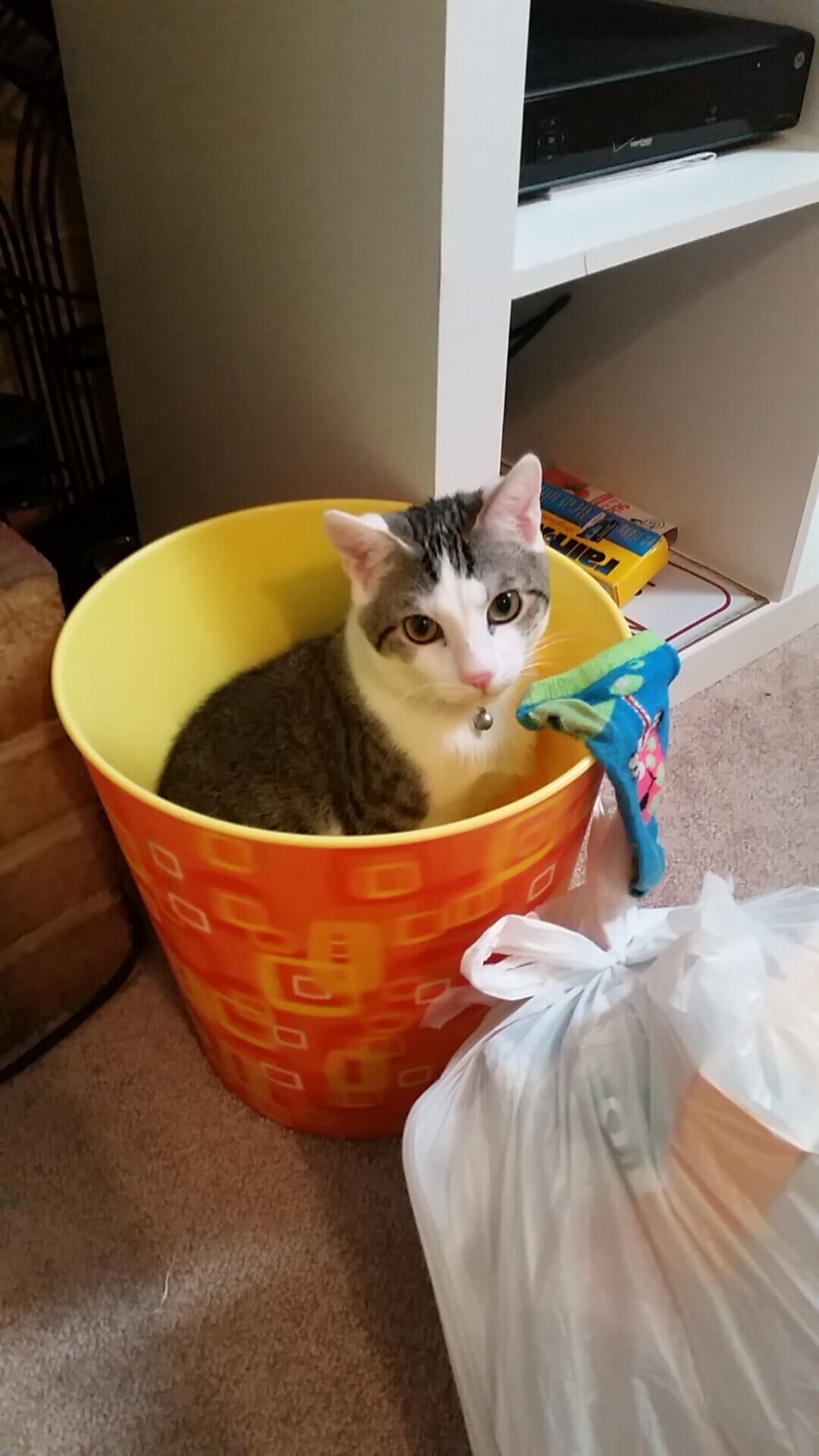 看到意甲焦点战之夜,武切维奇对手完全无解这个关键词时,我的思维瞬间被拉到了一个充满力量、技巧与原始美感的绿茵画卷前。这不仅仅是一场胜利,更是一场关于个人英雄主义在现代体系足球中如何绽放的宣言