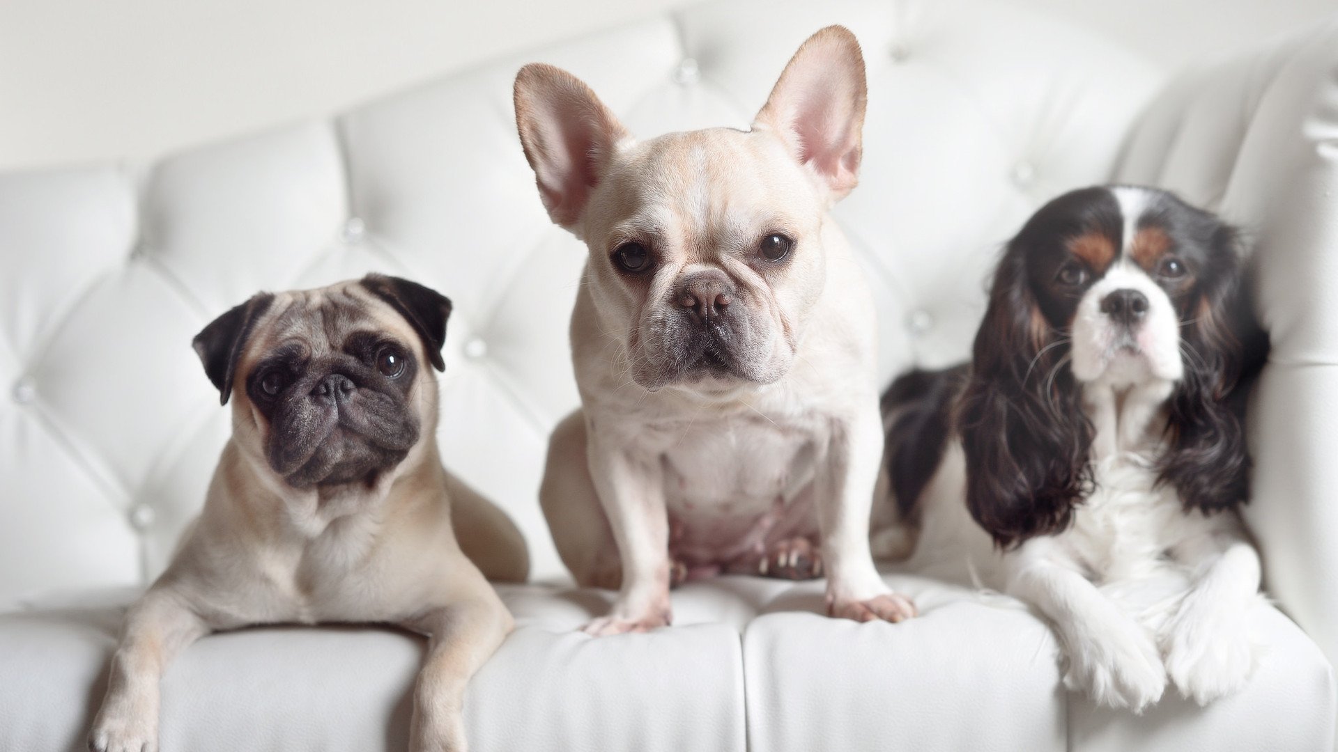 唯一性的胜利，当戈贝尔在球场筑起冰川