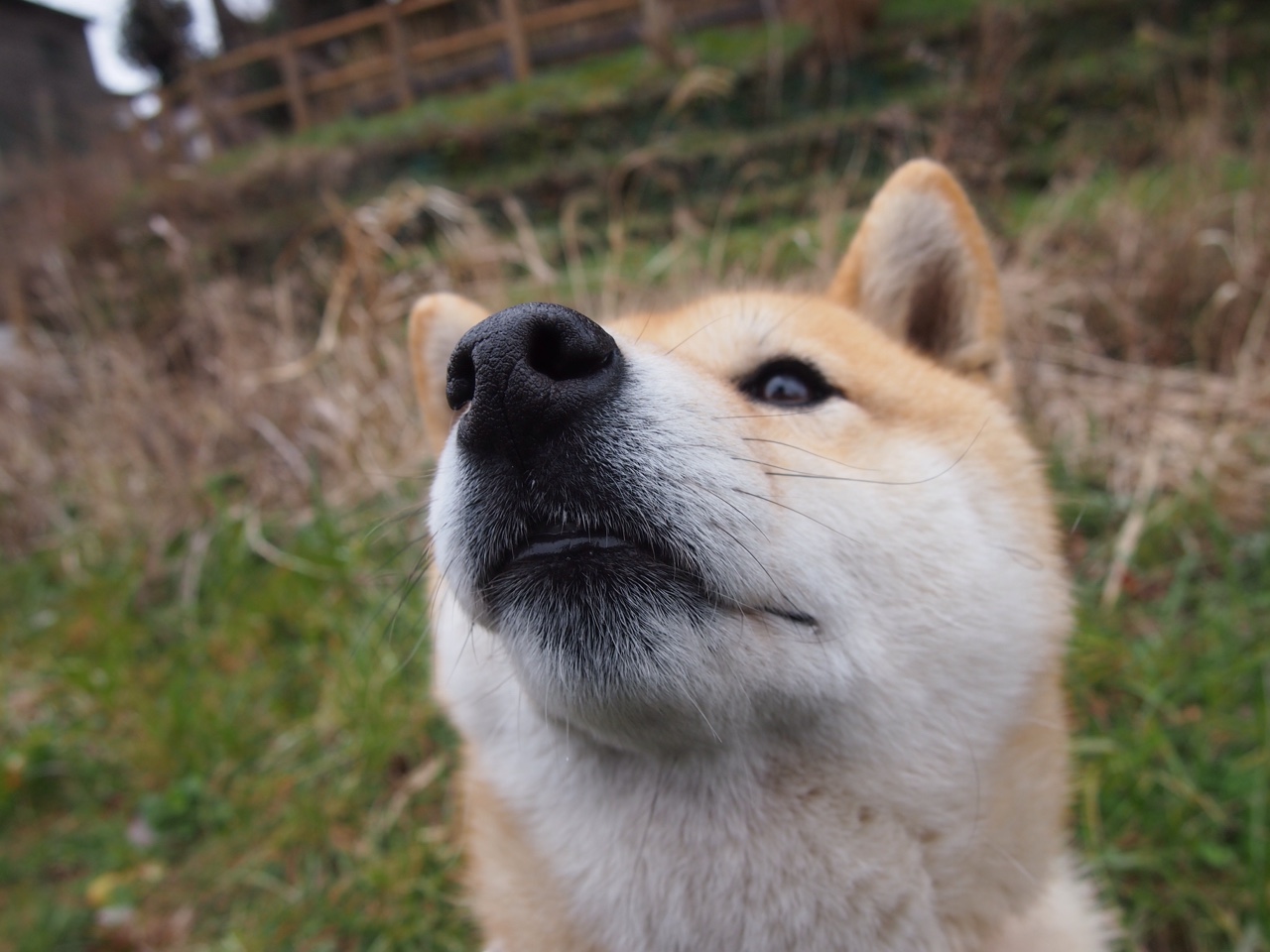 王者归来,38岁伊布统治赛场,倒钩绝杀点燃传奇之夜