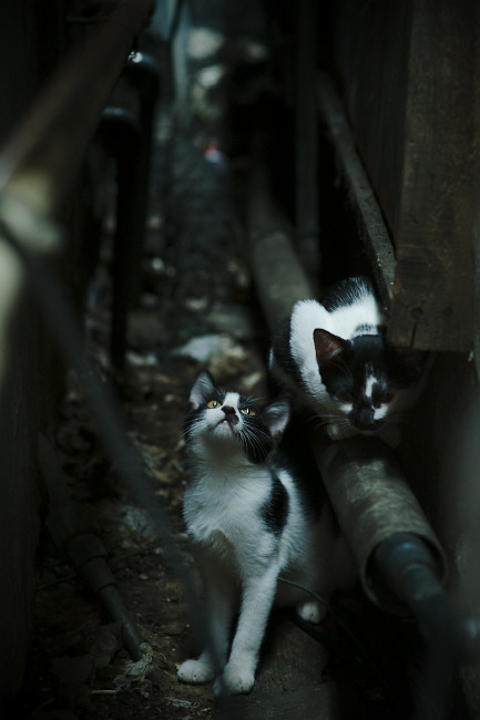 沙漠里的冷雨夜,当边缘人蒂亚戈将沙特金元足球踢进深渊