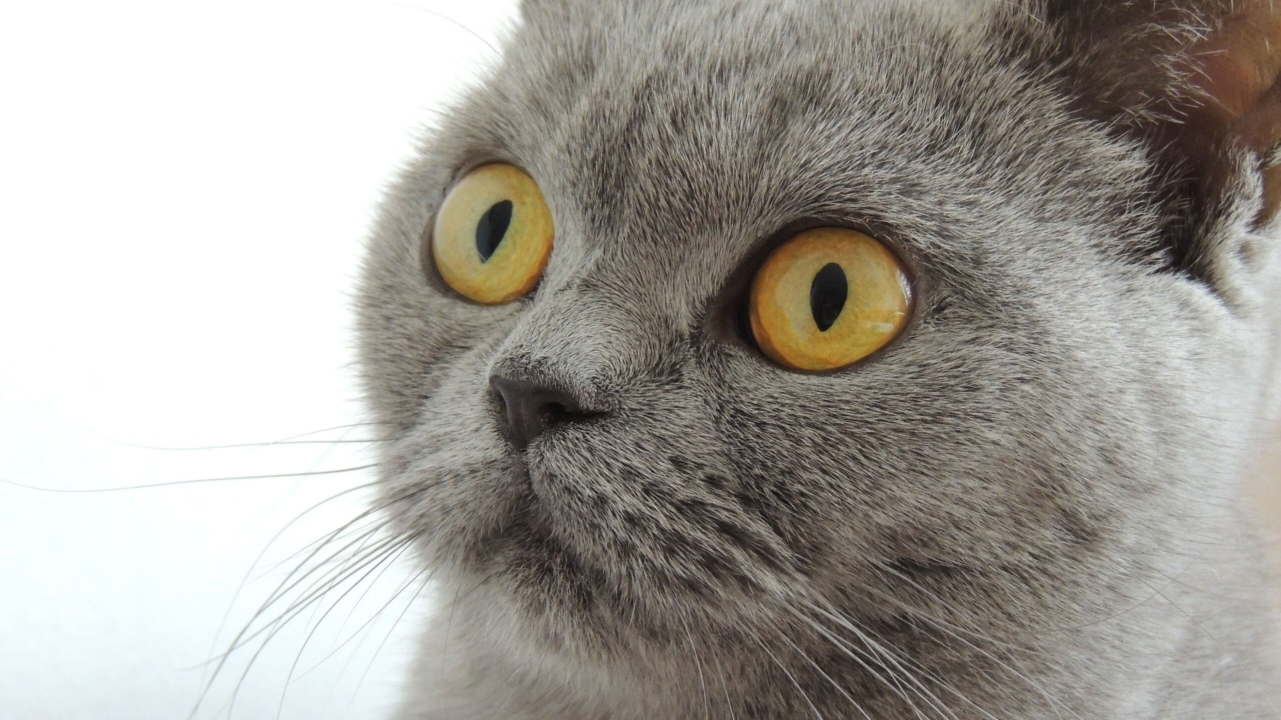 当北京队遭遇布伦森式太阳，一场虚构对决背后的真实狂热