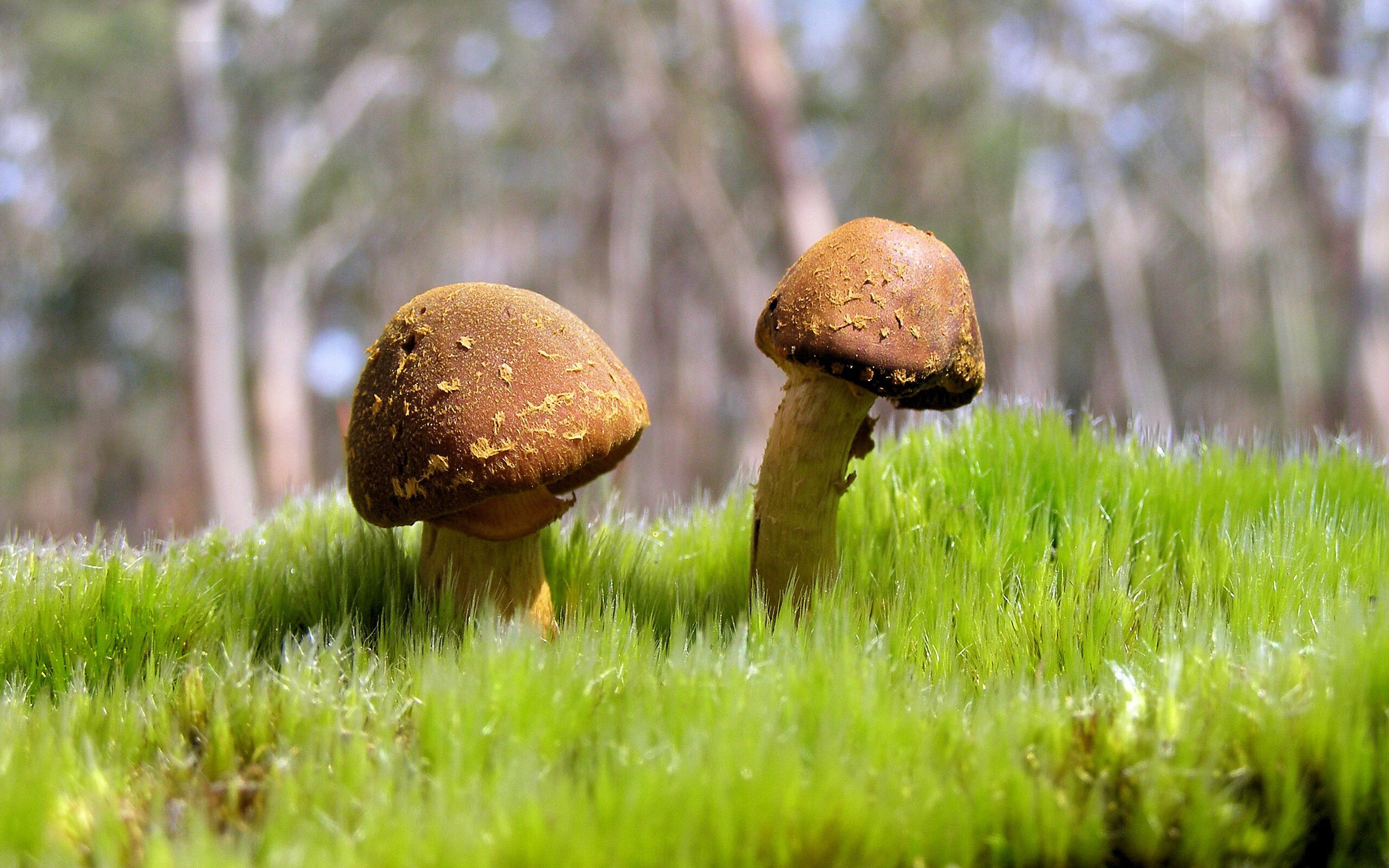 欧冠淘汰赛的战术镜像，英格兰争冠战如何以俱乐部智慧胜伊朗