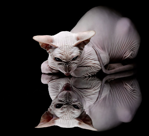 世界排名争夺战焦点战，奥地利技战术双杀，2比0稳稳拿下比利时