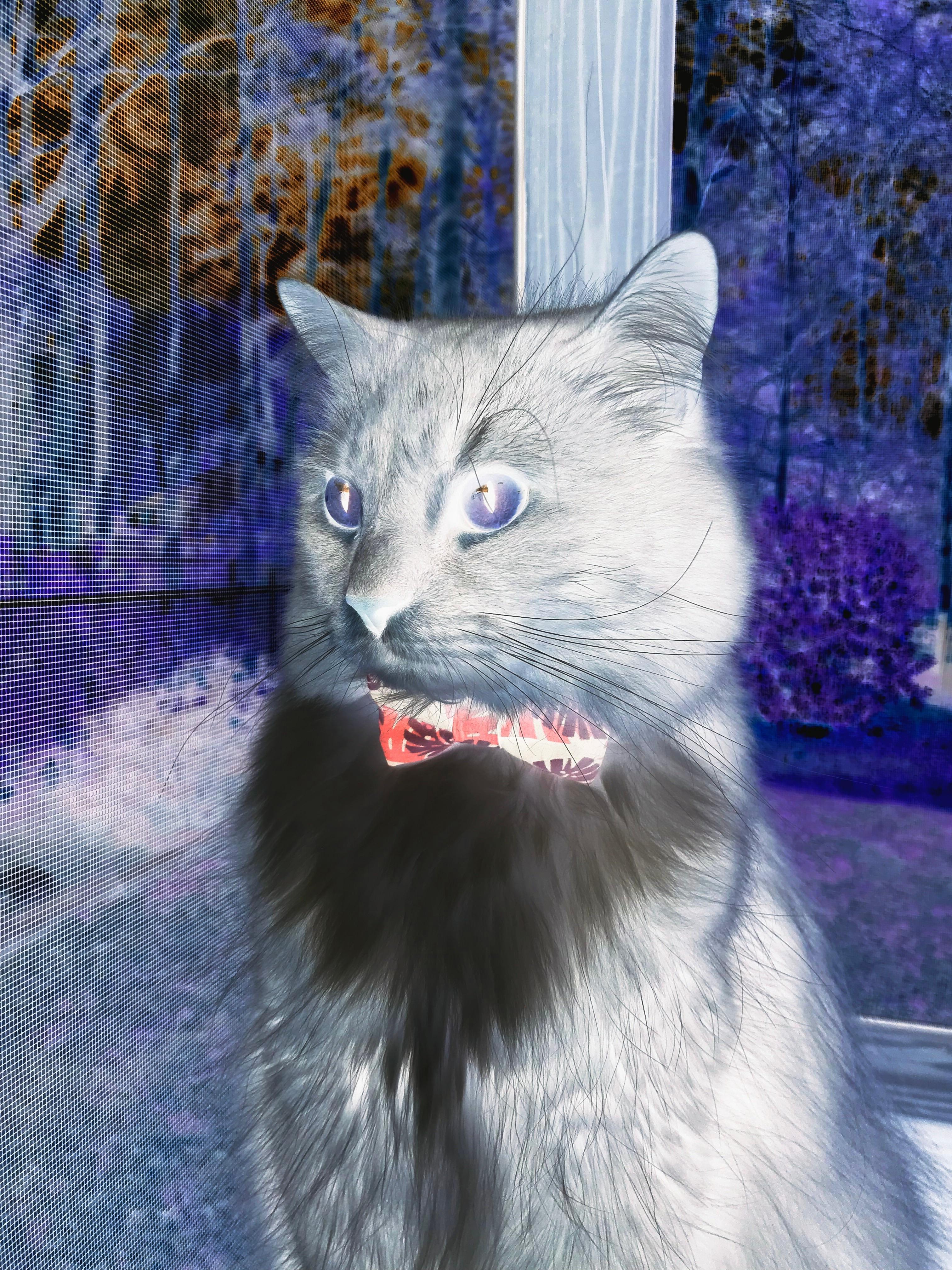 熔岩冻结极光,当秘鲁的集体熔岩淹没冰岛的战术坚冰