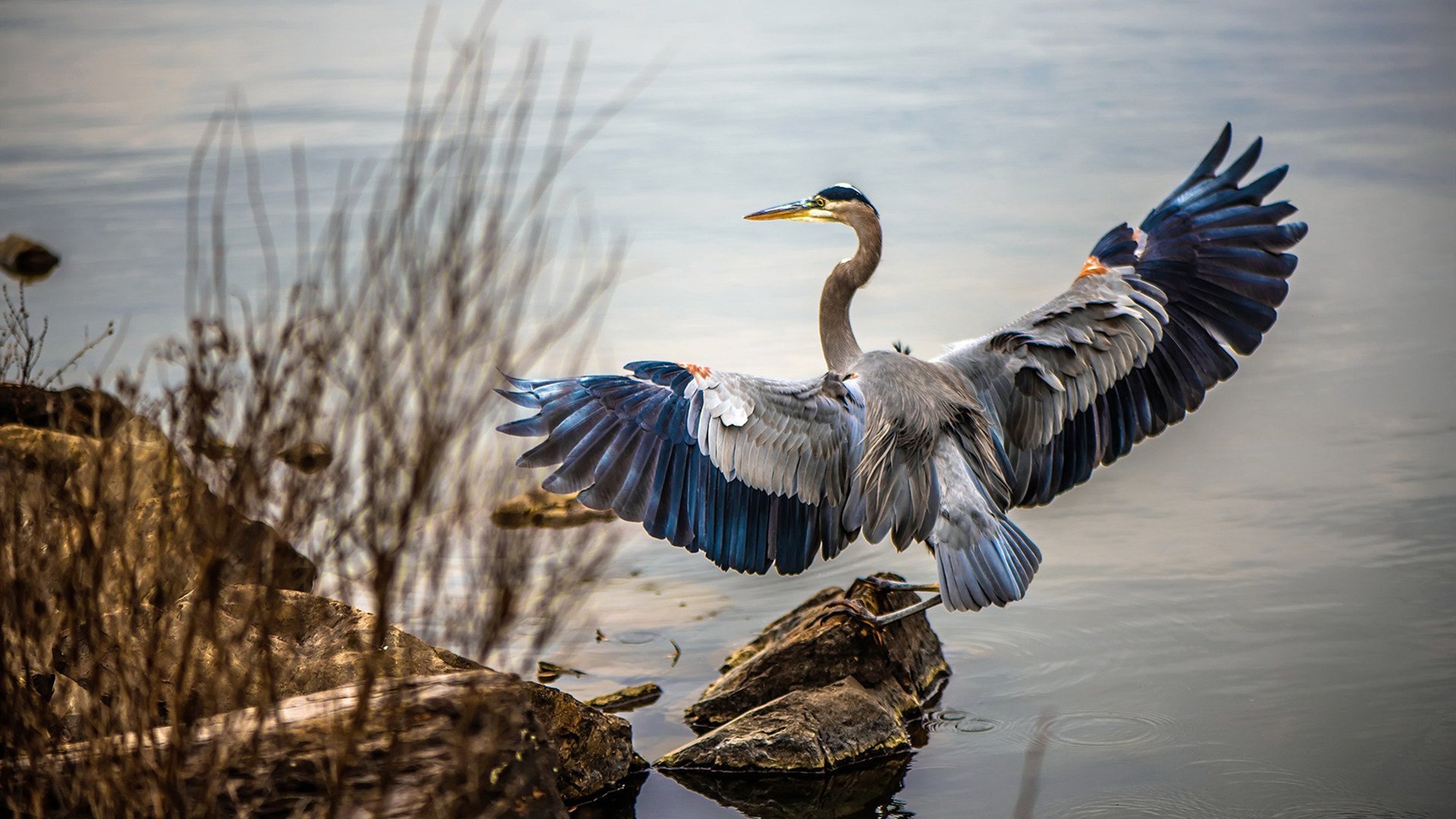暴力美学宣言,锡安以最古朴的答案,击溃东契奇的华丽魔法