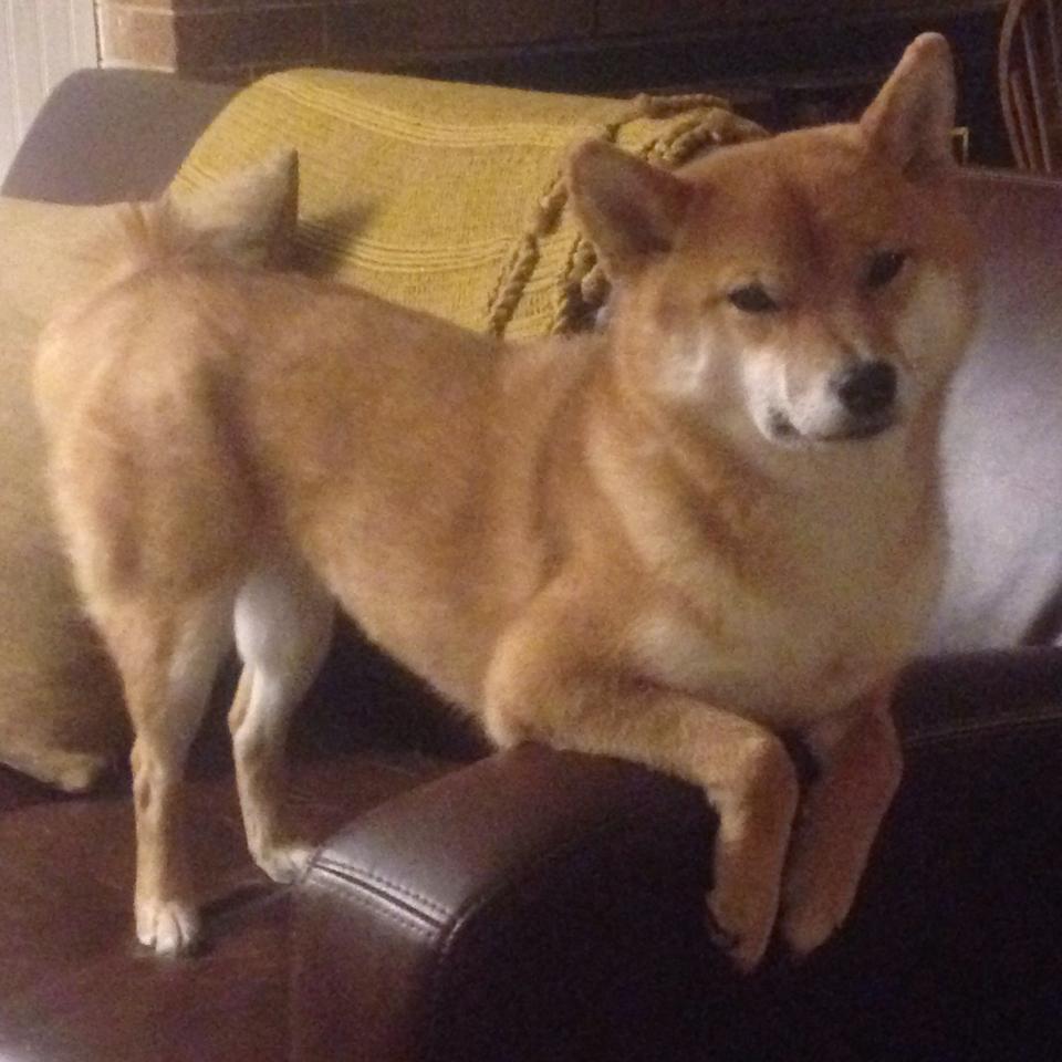 进化洪流，灰熊粉碎雷霆的战术宣言，年度焦点之战的真正意味