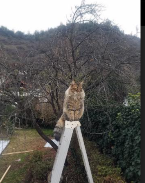 爱游戏官网-森林狼的淘汰法则，当伦纳德成为顶级掠食者
