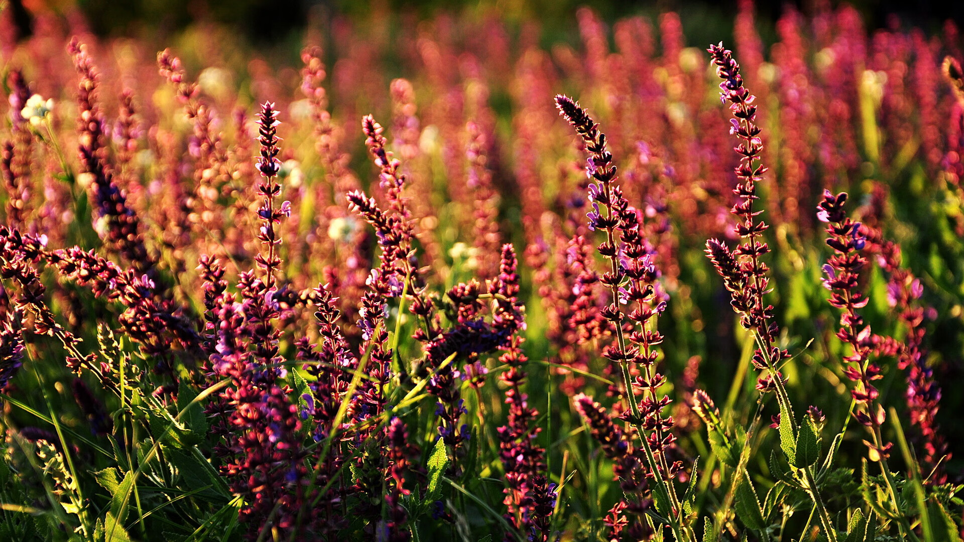 灵魂淬火，在属于英雄的战场，米切尔选择燃尽所有