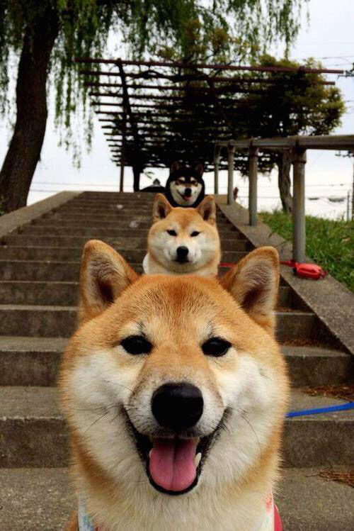 戈麦斯完美绽放，新西兰绽放光芒战胜加纳