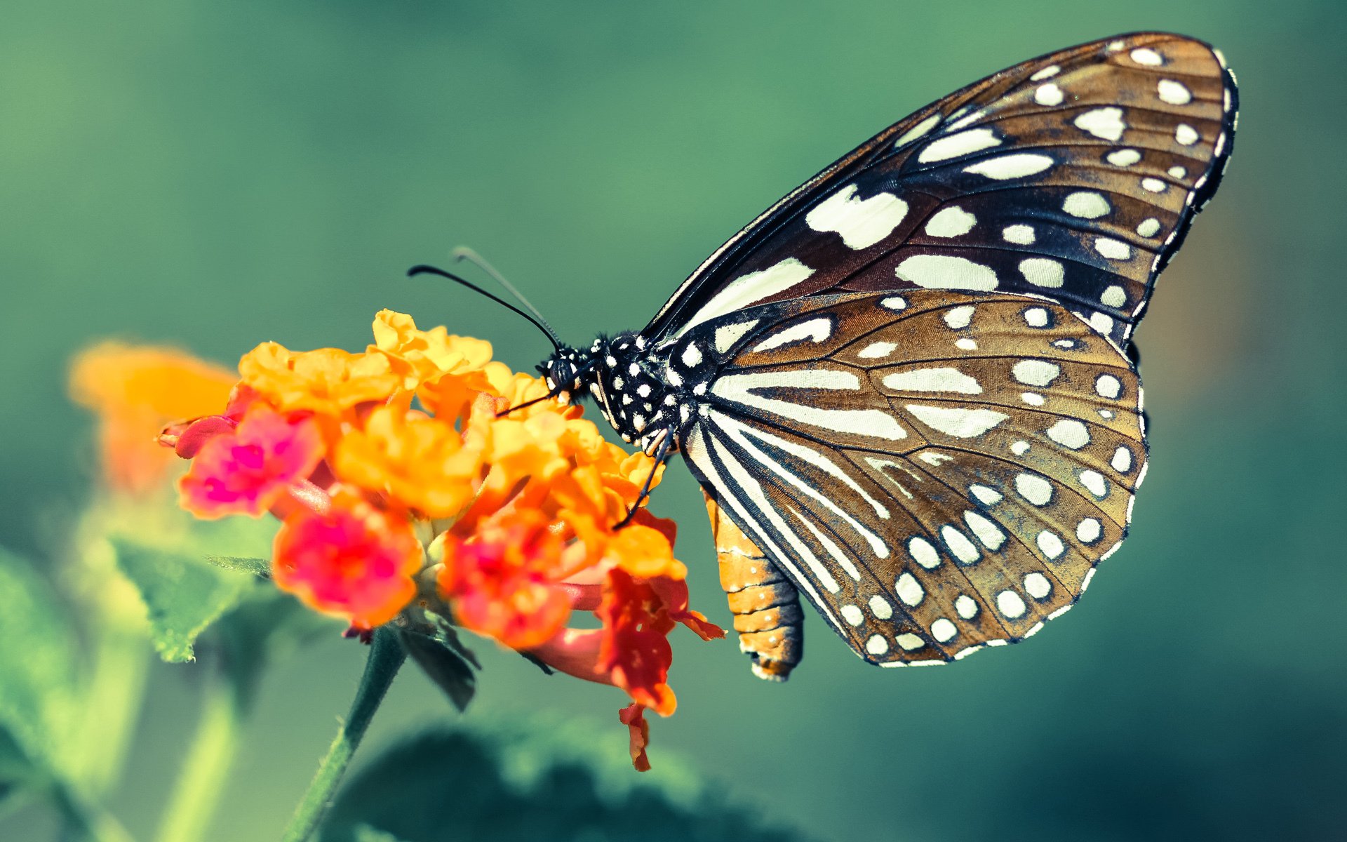 棋盘上的皇后与风暴眼，当基米希的棋局遇上英格兰的钢铁洪流