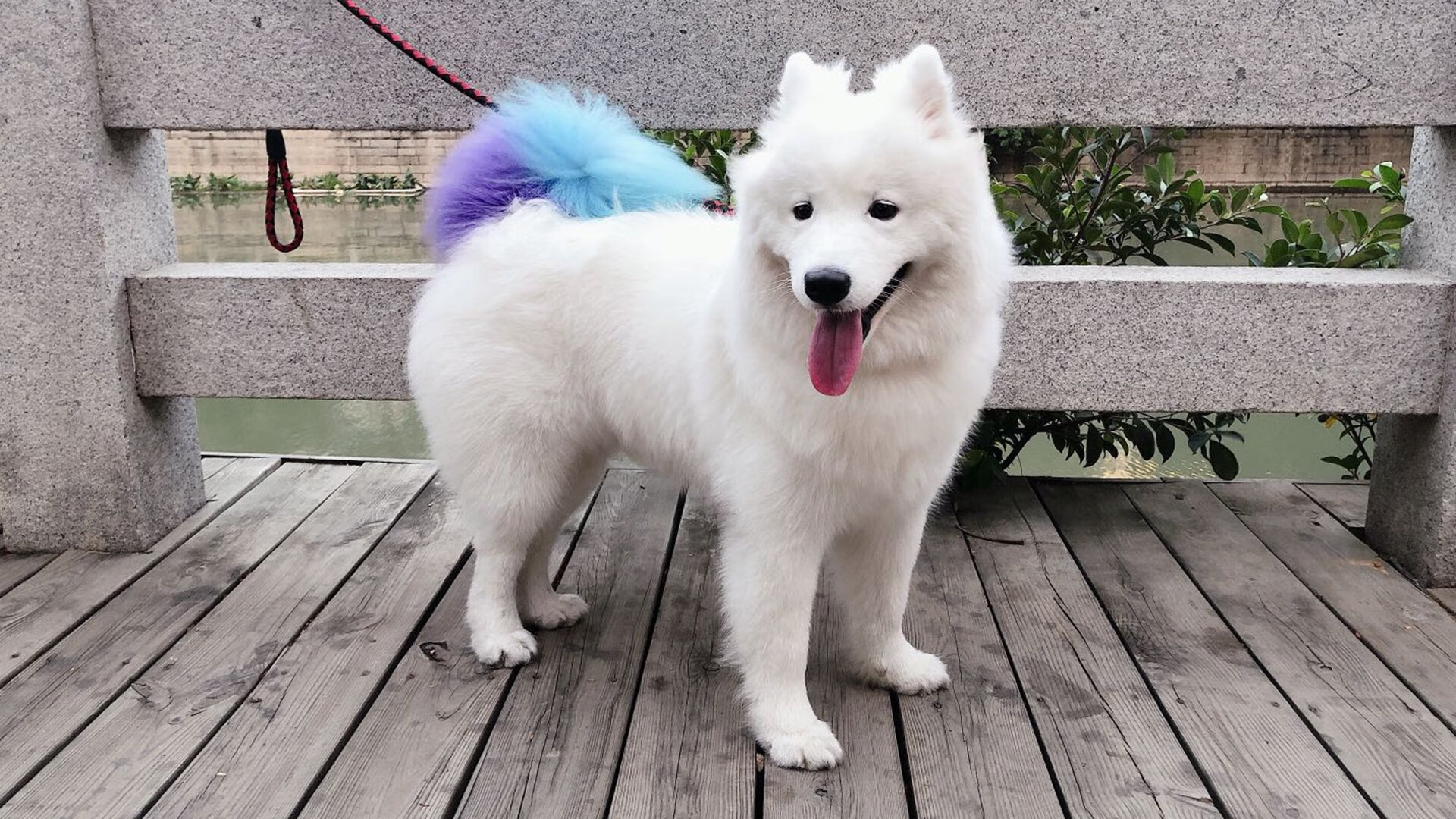 当伦纳德出现在凯尔特人对阵骑士的夜晚