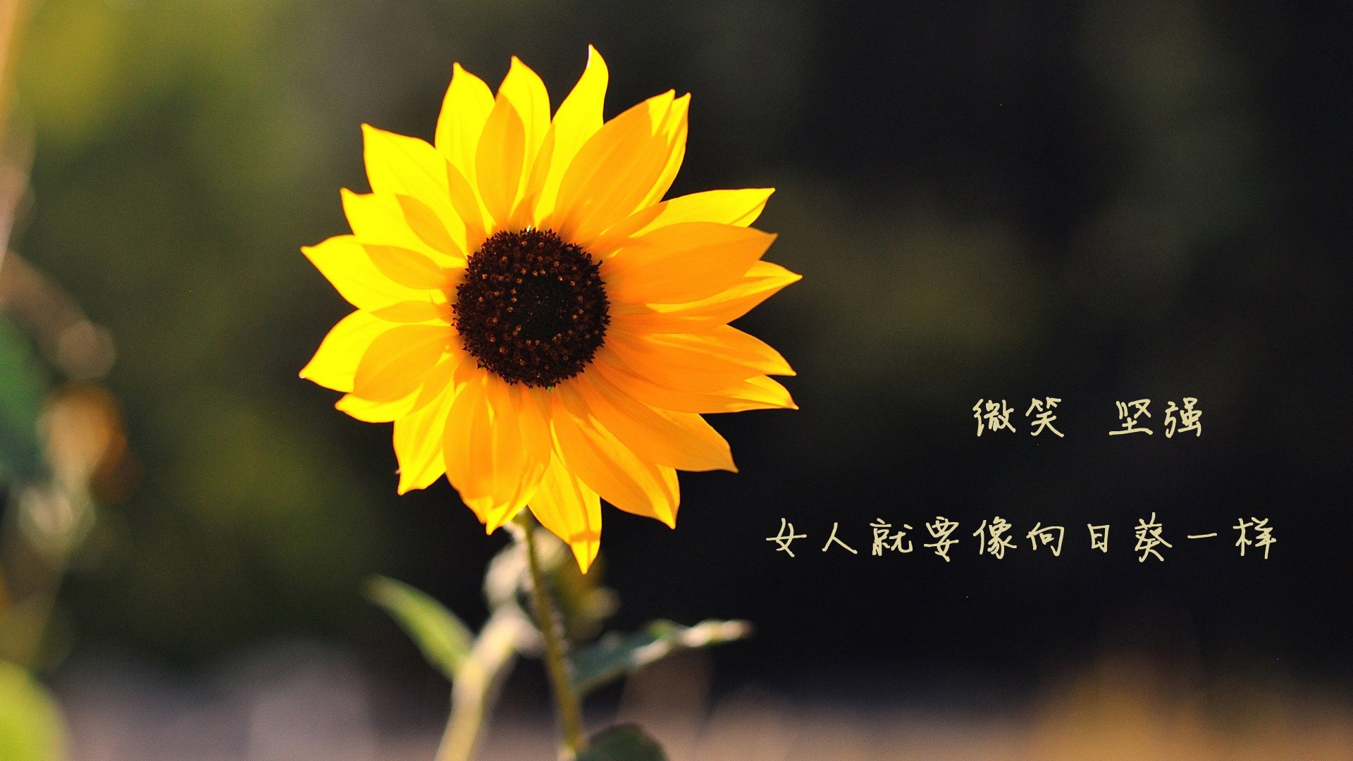 掌控中场者掌握命运,2026世界杯C组关键战,德国力克日本,罗德里戈带队取胜
